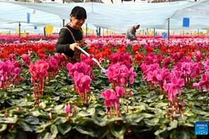 Maua ya aina mbalimbali yachanua kwenye kituo cha kupanda maua mkoani Hebei, China